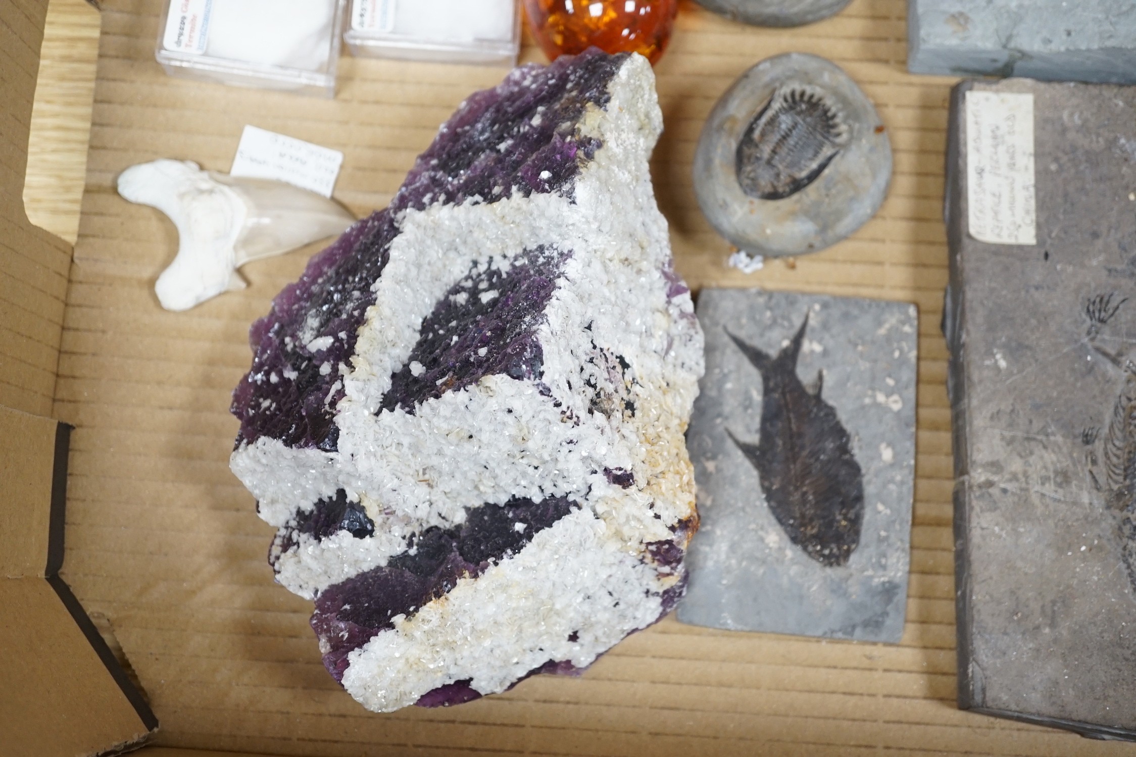 A collection of assorted fossils, minerals and amber